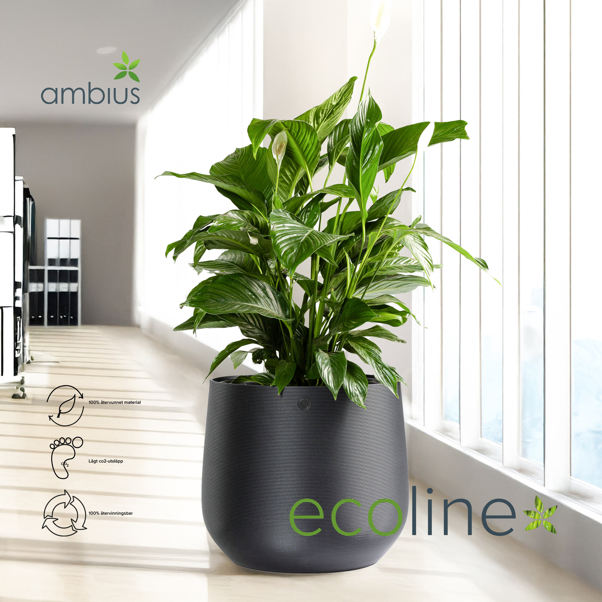 ambius ecoline.jpg